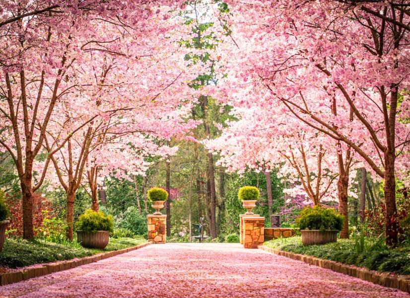 Blooming cherry trees line a pathway at a botanical gardens. Pink flower petals cover the ground.