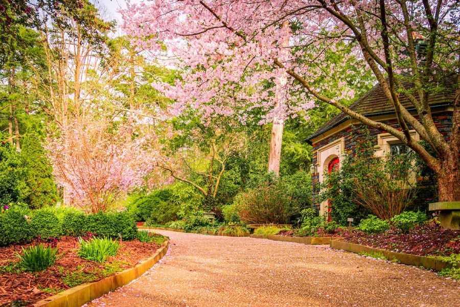 A pebble path winds through Duke Gardens under cherry blossoms.