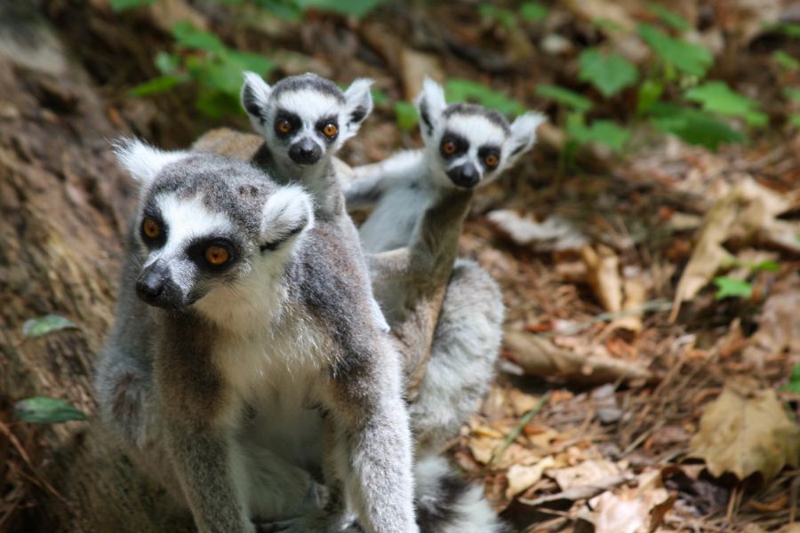 lemurs exploring on the ground