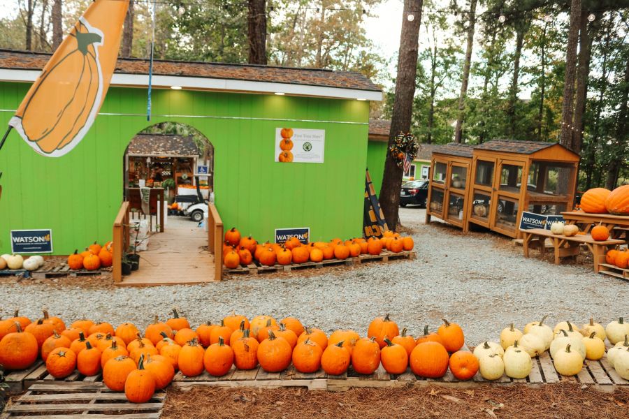 Rows of pumpkins on decorate the ground at Perkins Orchard.