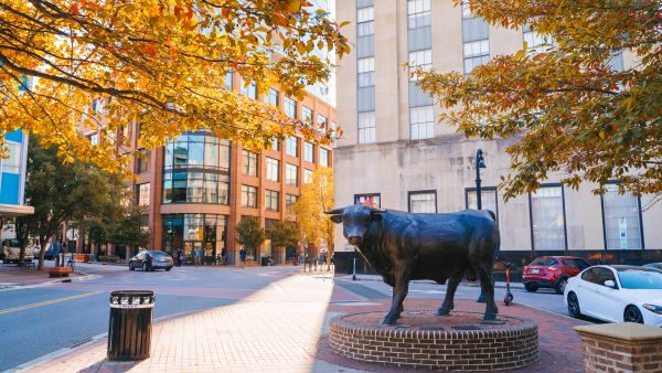Sun filters through the fall leaves, illuminating the bull statue at the center of CCB plaza.