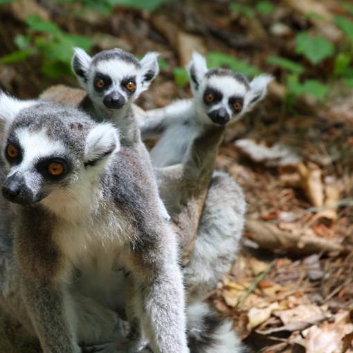A Lemur mother holds 3 babies on her back at the Duke Lemur Center