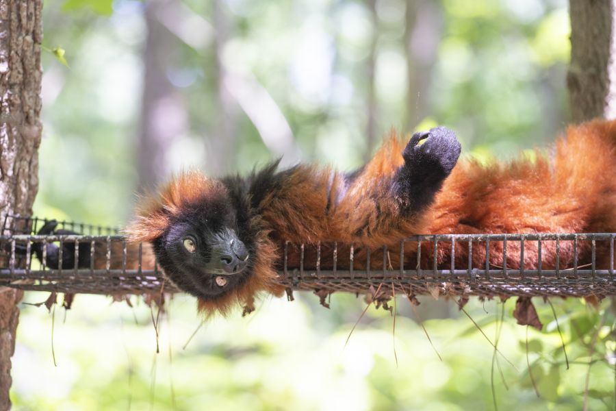 A red ruffed lemur sprawls out on a platform in an enclosure at the Duke Lemur Center.