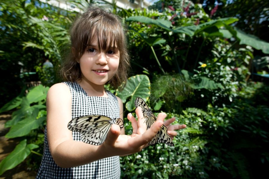 A child holds two butterflies in her hand at Magic Wings at the Museum of Life and Science in Durham, NC.