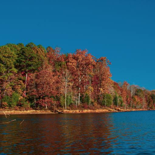 Trees show leaves changing to fall colors over a placid lake on a sunny day at Falls Lake.