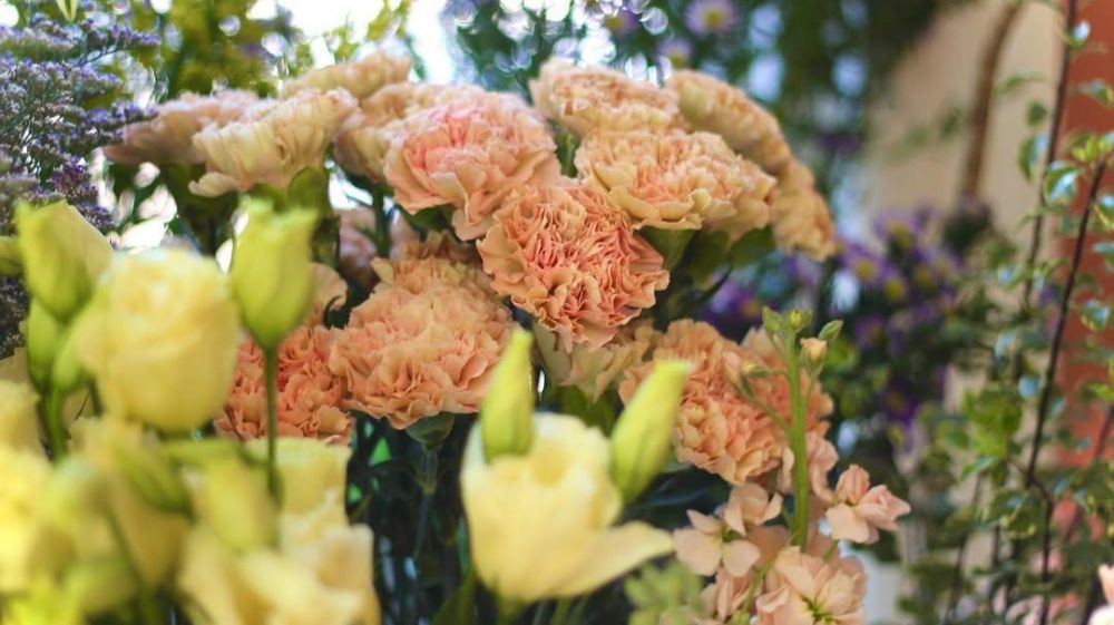 Dormant Plant Parlor